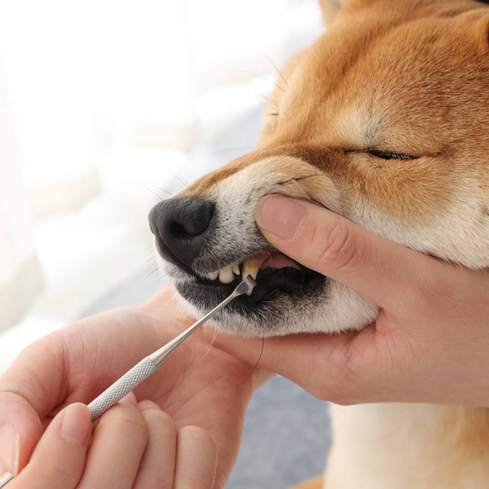 Зубной камень у собак - удаление, чистка зубов и профилактика