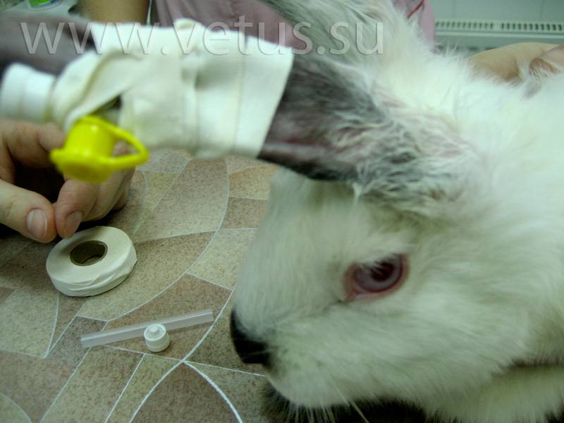 Понос у кролика – что делать, причины, лечение, профилактика