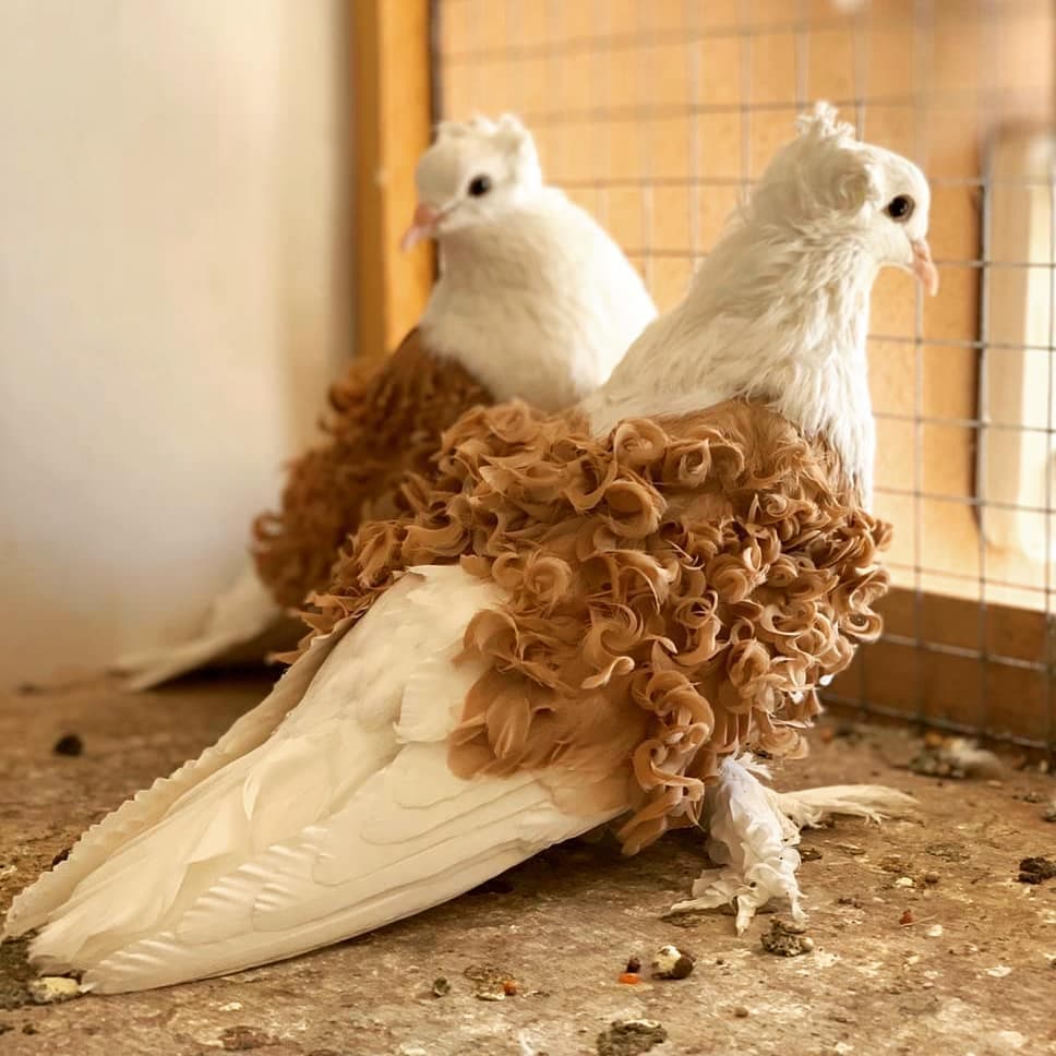 Красивые голуби: породы самых необычных птиц