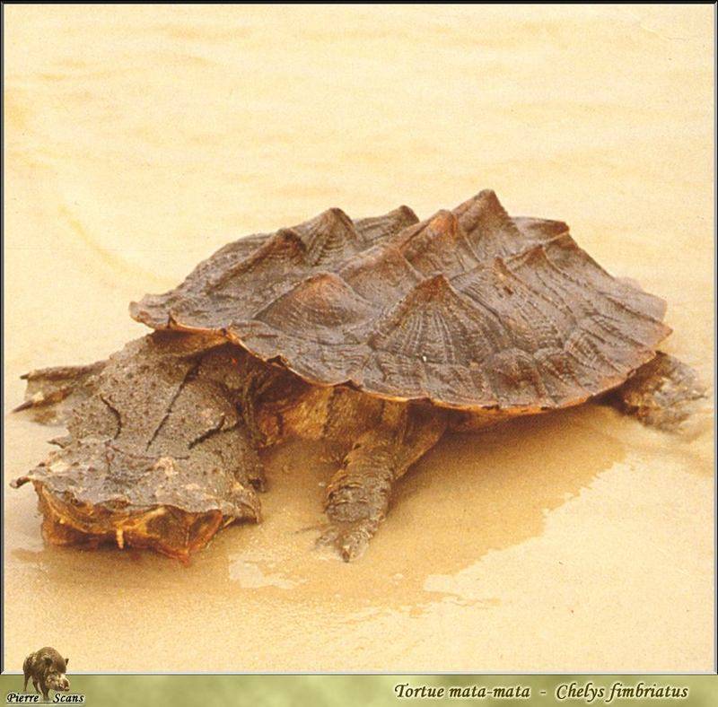 Chelus fimbriatus (матамата, бахромчатая черепаха) - черепахи.ру - все о черепахах и для черепах