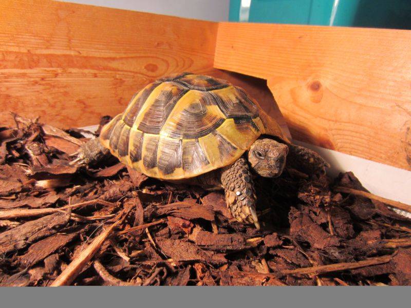 Красноухая черепаха зимой впадает спячку дома