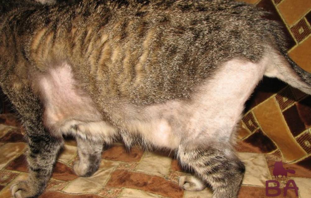 У кошки выпадает шерсть: почему и что делать