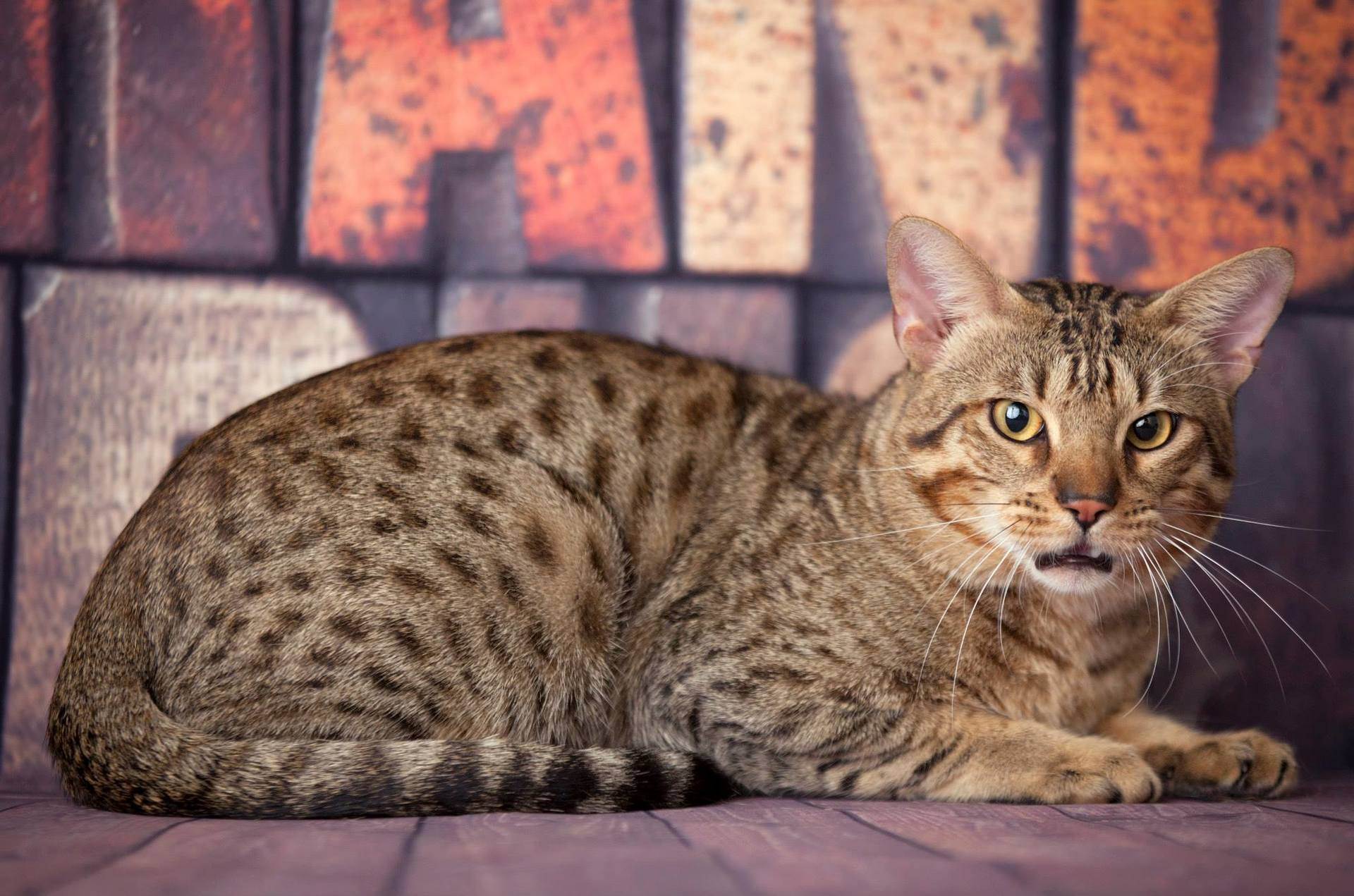 Порода кошек оцикет: маленькие домашние леопарды