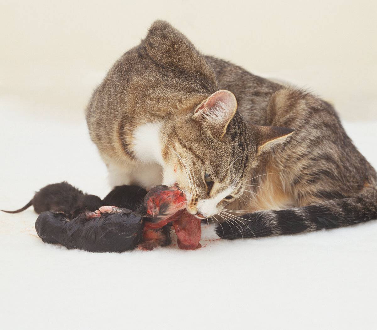 Почему кошки едят своих котят: причины, что делать