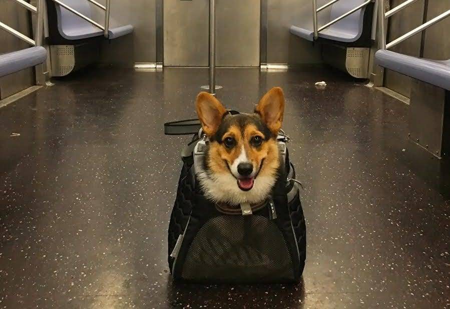 Как перевезти собаку в транспорте: самолете, в поезде, машине, автобусе, электричке, такси, за границу, на велосипеде, в метро, большую и маленькую