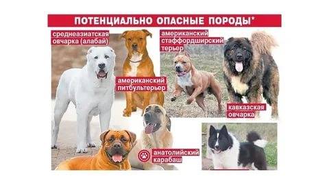 Список потенциально опасных пород собак