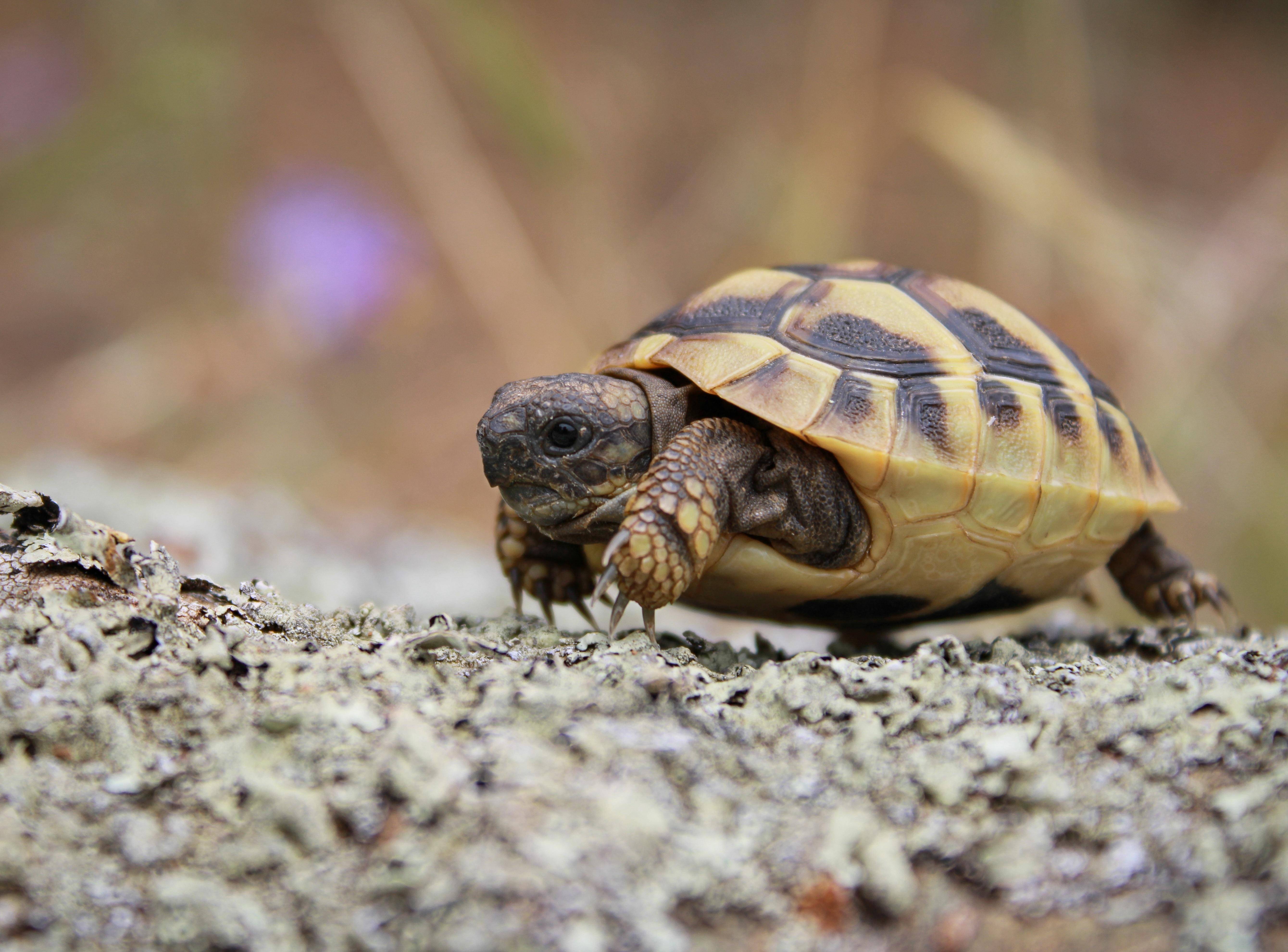 Чем питаются черепахи в природе и домашних условиях: это познавательно