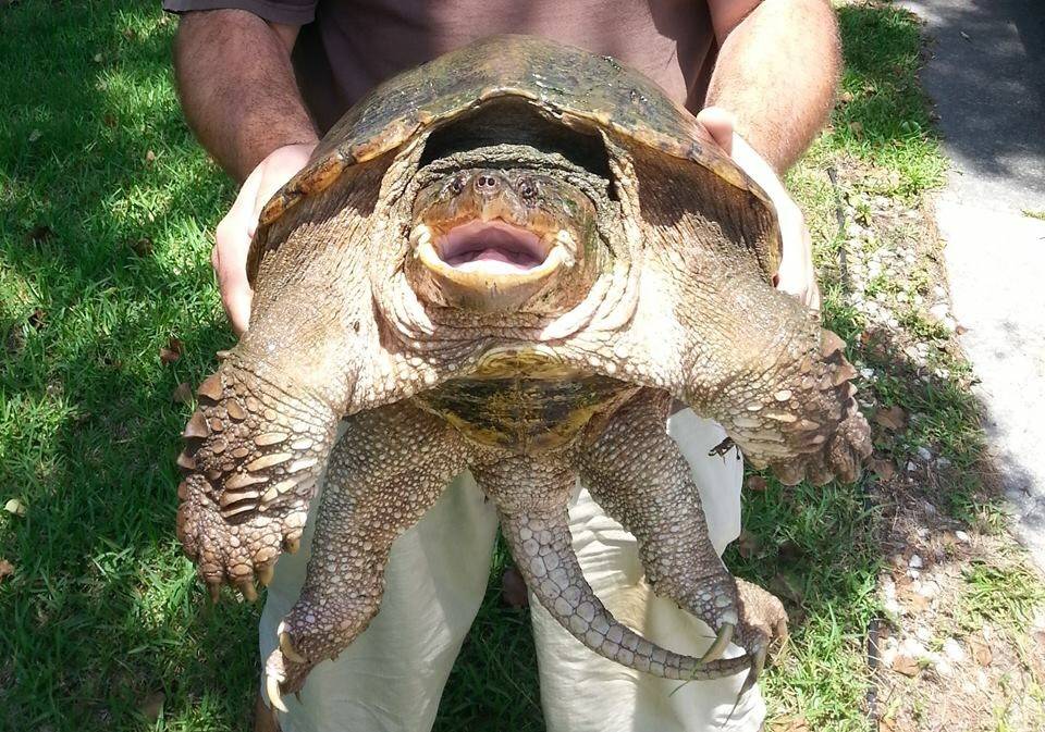 Каймановая черепаха описание породы, характеристики, внешний вид, история, фото
