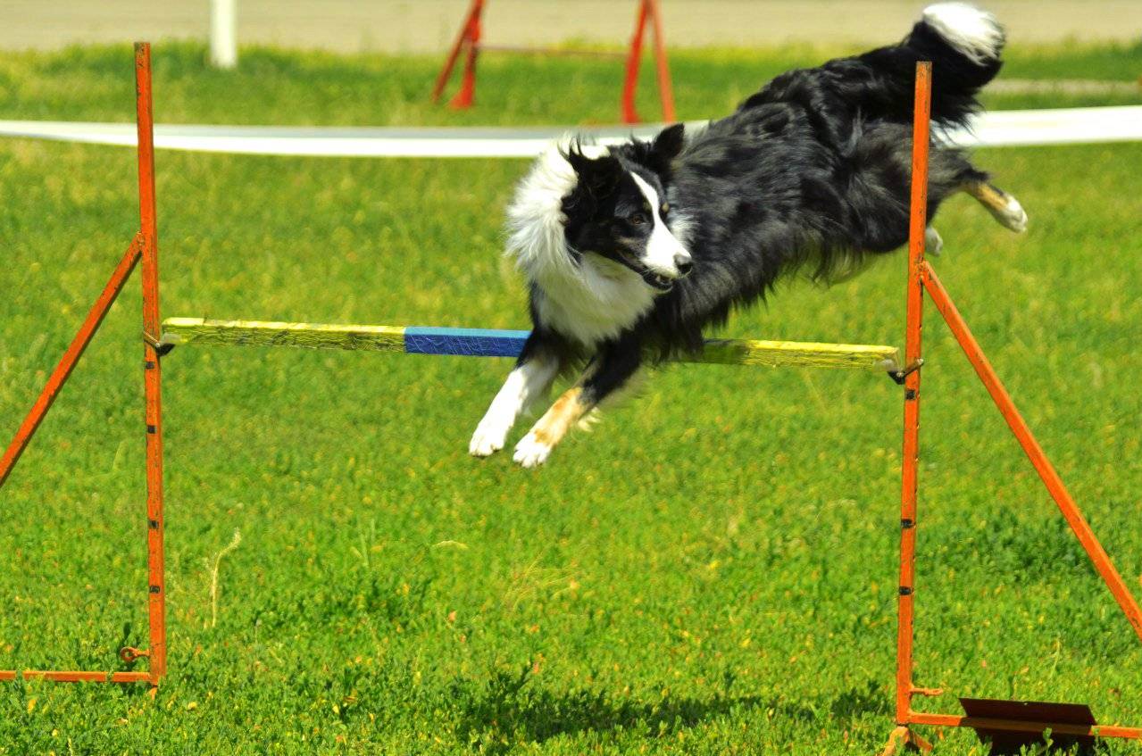 Аджилити - вид спорта с собакой, преодоление препятствий, конкур для собак