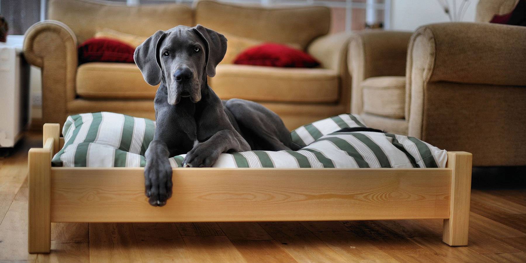 Как отучить собаку спать на кровати с хозяином, лазить на диван – методы