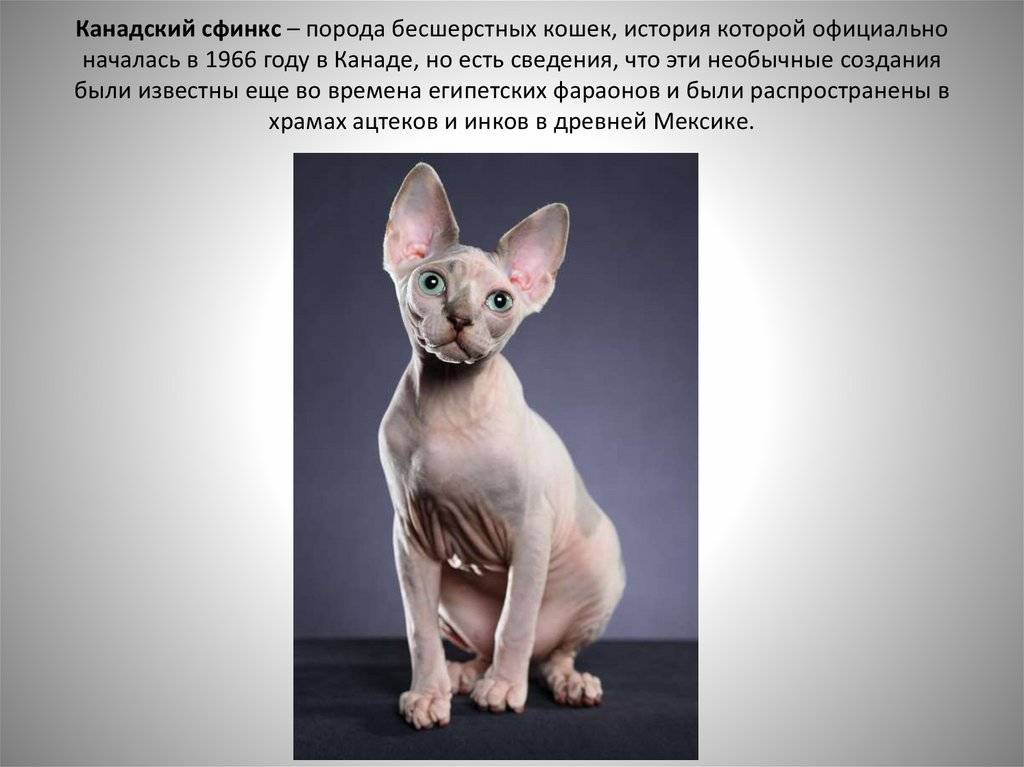 Кошка сфинкс: питание и содержание, уход и описание сфинксовой породы, разновидности котов