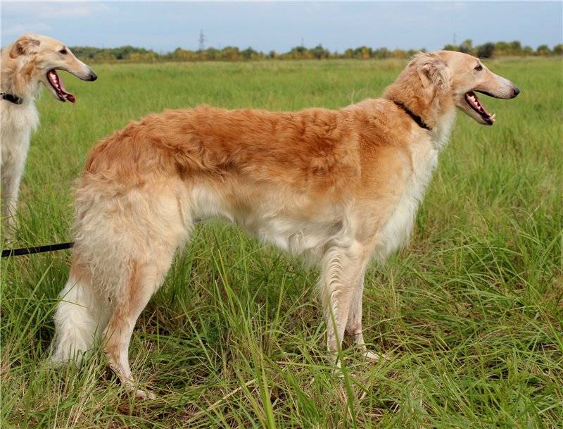 Русская борзая собака: фото, характеристика и описание породы