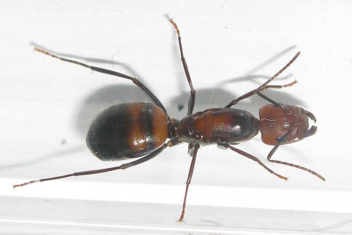 Camponotus vagus: описание и способы разведения в домашних условиях