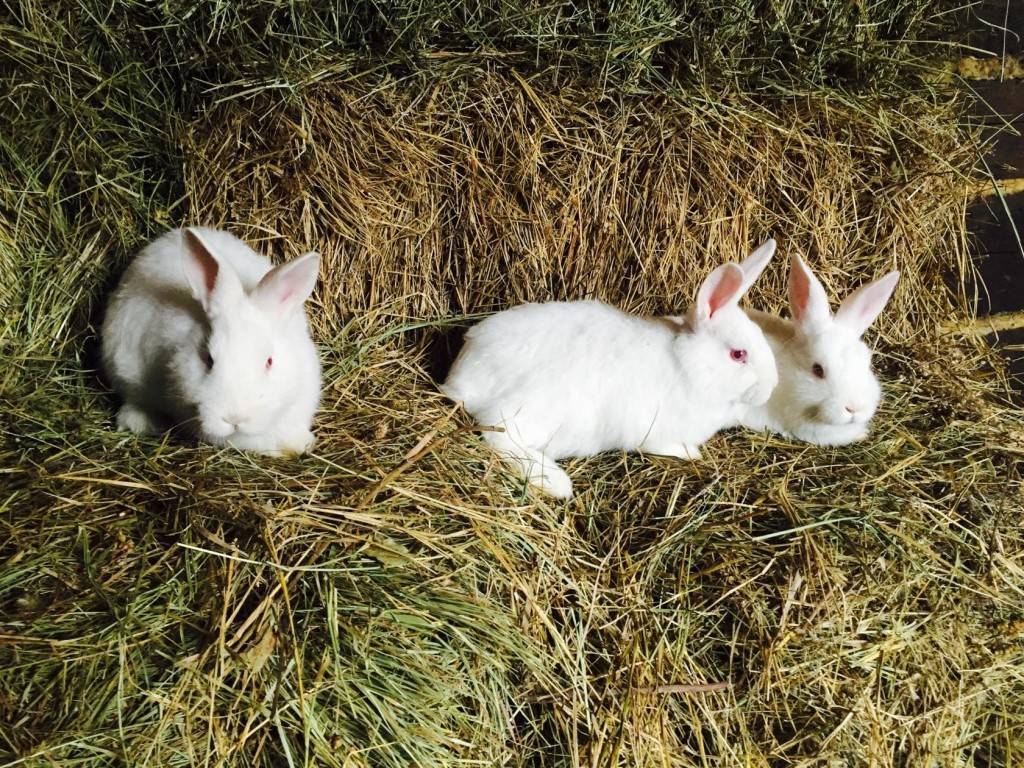 ᐉ новозеландский белые и красные кролики: история, внешний вид - zooon.ru
