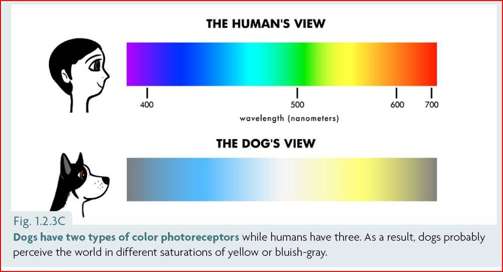 Как видят собаки: какое зрение, различают ли цвета, как собаки видят в темноте