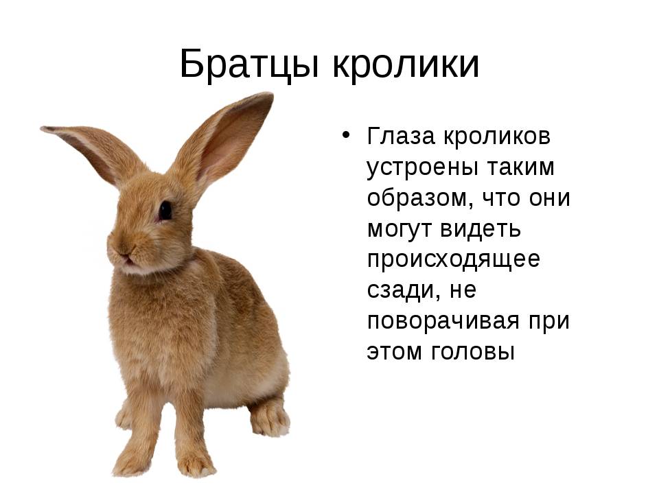 Породы кроликов с фото, названием и описанием: домашние, мясные, породистые