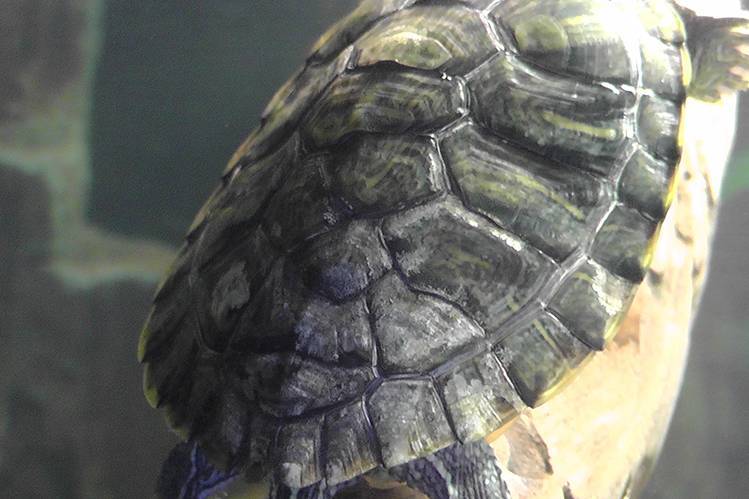 Спячка красноухой черепахи: признаки, как вывести из спячки