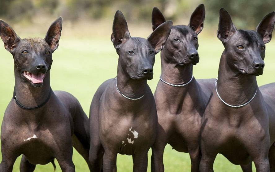 Мексиканская лысая собака: описание, характер, фото