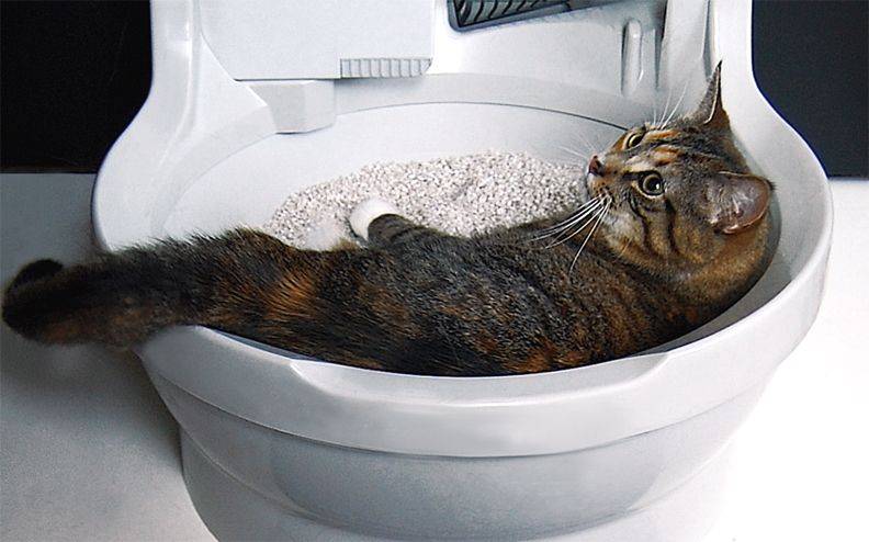 Как приучить кота к унитазу: практические советы и рекомендации заводчиков, как научить кота ходить в туалет после лотка