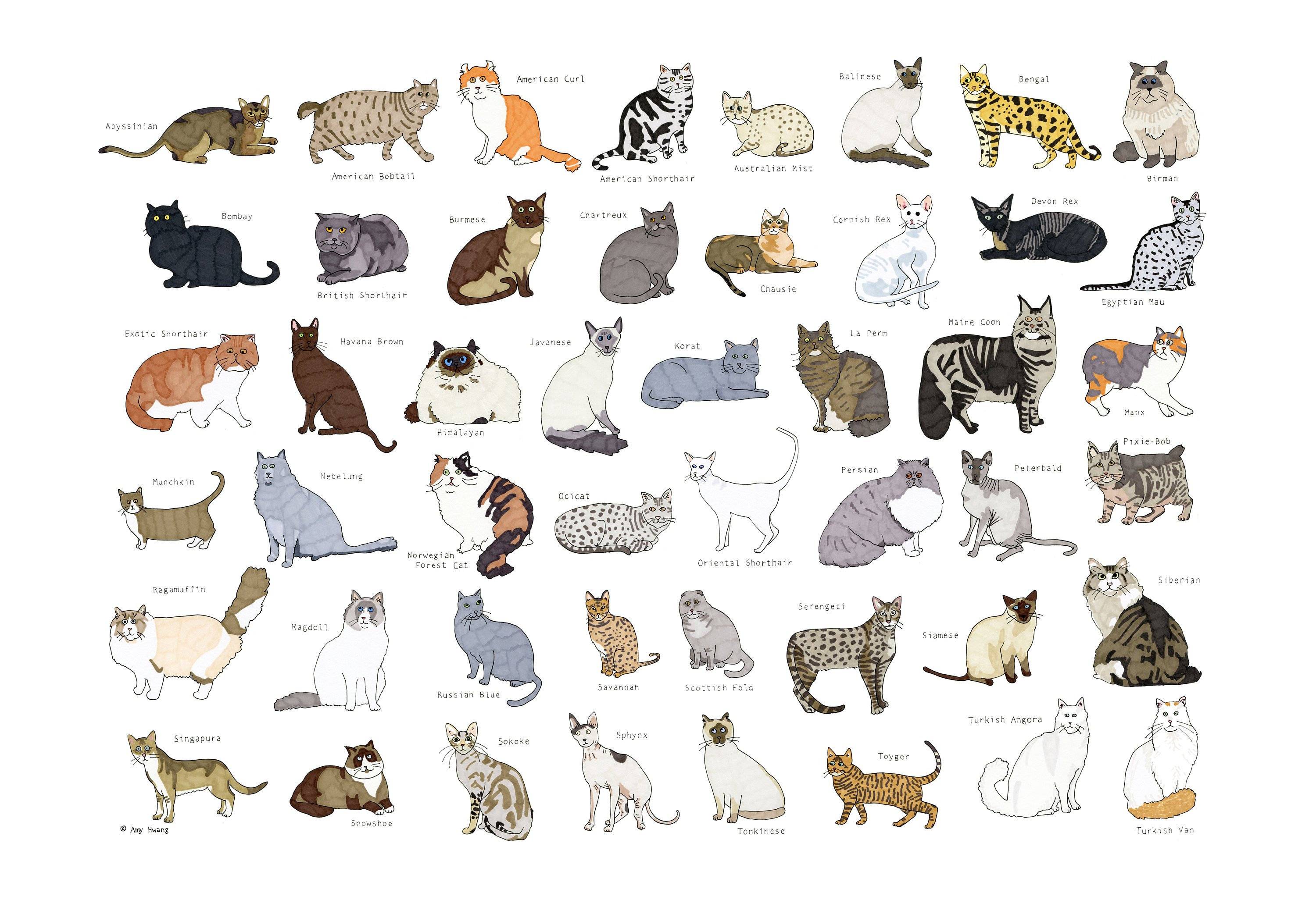 Генетика - определение окрасов будущих котят - питомник элитных британских кошек, котят elite british