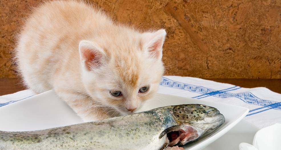 Можно ли кастрированным котам рыбу