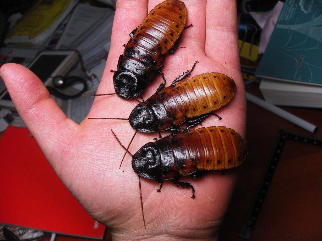 Мадагаскарский таракан - фото, что за насекомые?