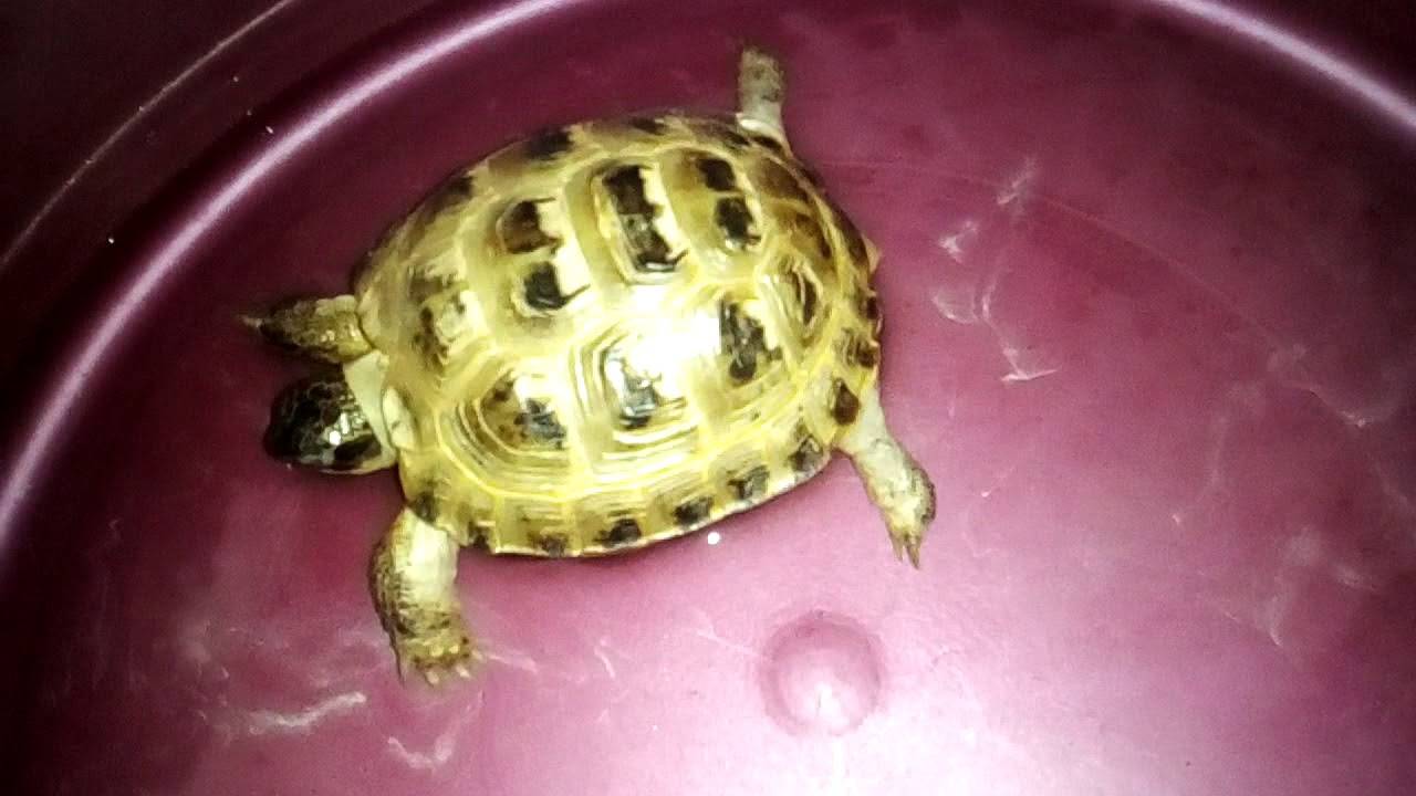 Среднеазиатская черепаха – идеальный питомец