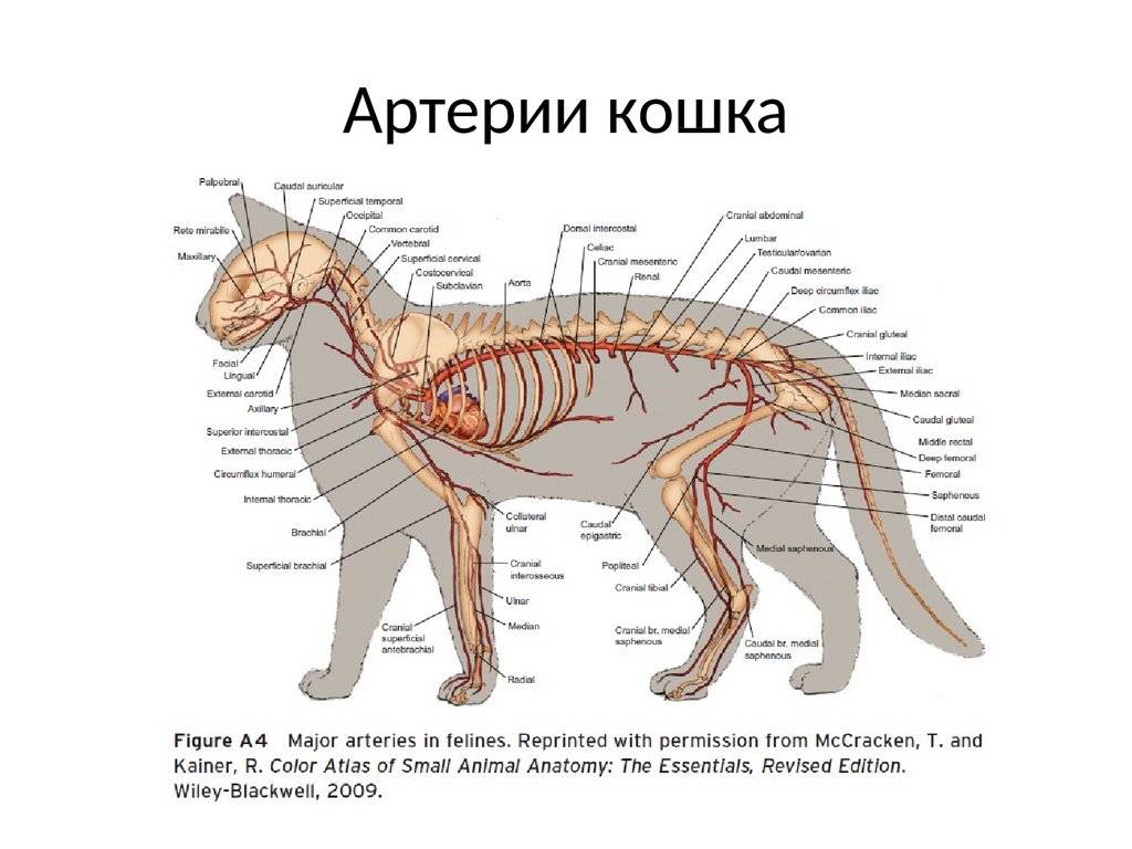 Краткий экскурс в мир кошачьей анатомии