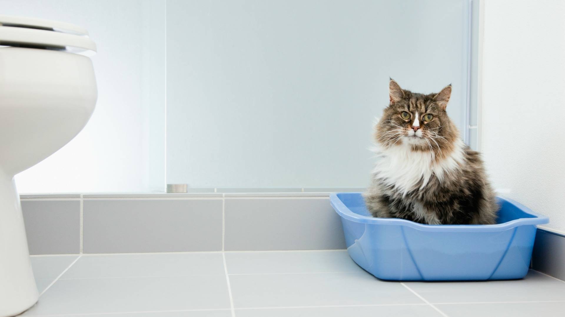 6 причин почему кошки ходят за хозяином в туалет