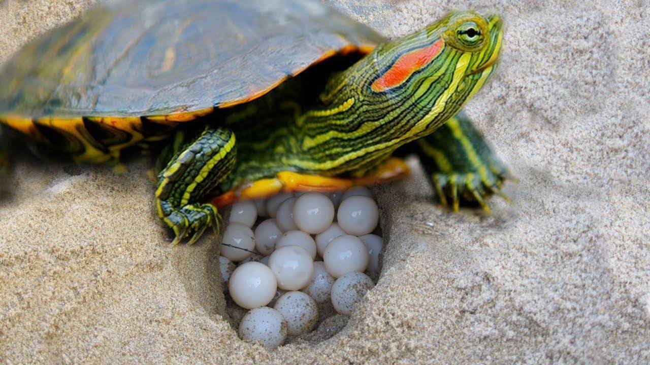 Спячка красноухих черепах: описание,фото,видео. | аквариумные рыбки