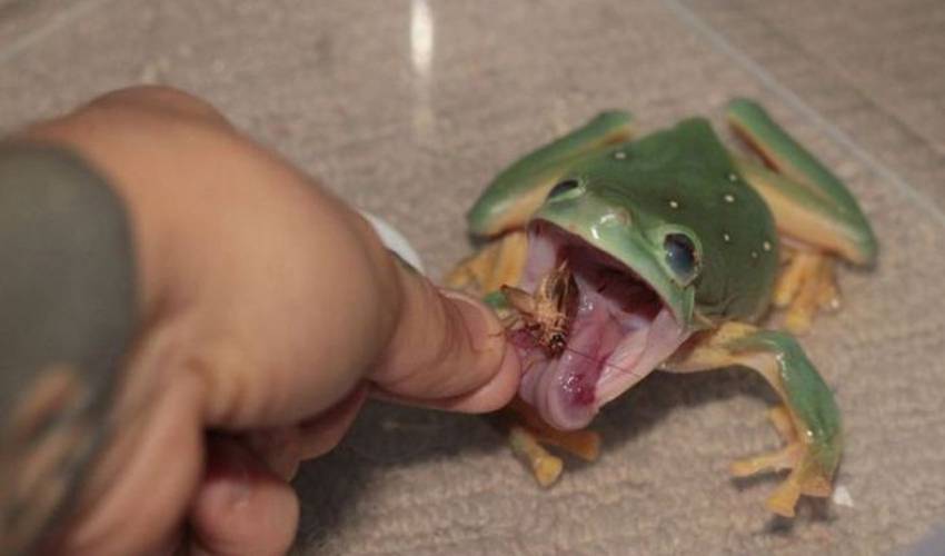 Что едят лягушки? — кормление лягушек домашними животными — сайт эксперта по животным — howmeow