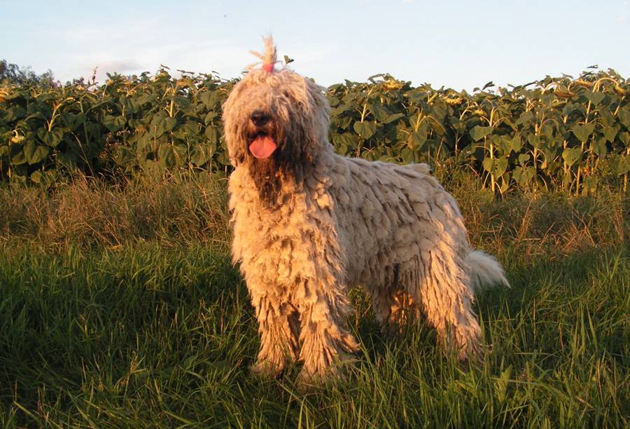Охотничья собака командор: описание, содержание и фото породы