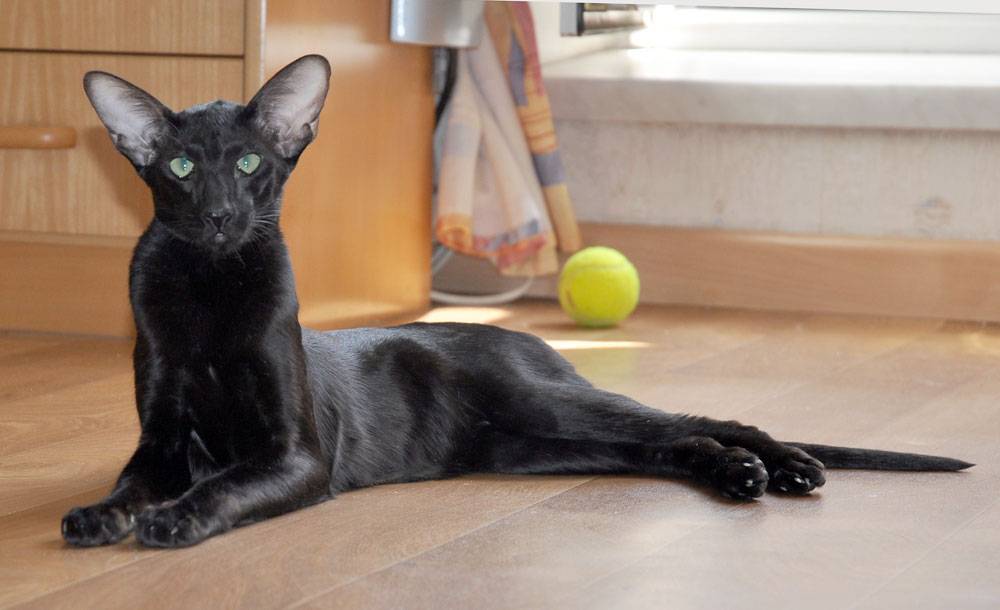 Ориентальная кошка: описание породы, характер, особенности | блог на vetspravka.ru