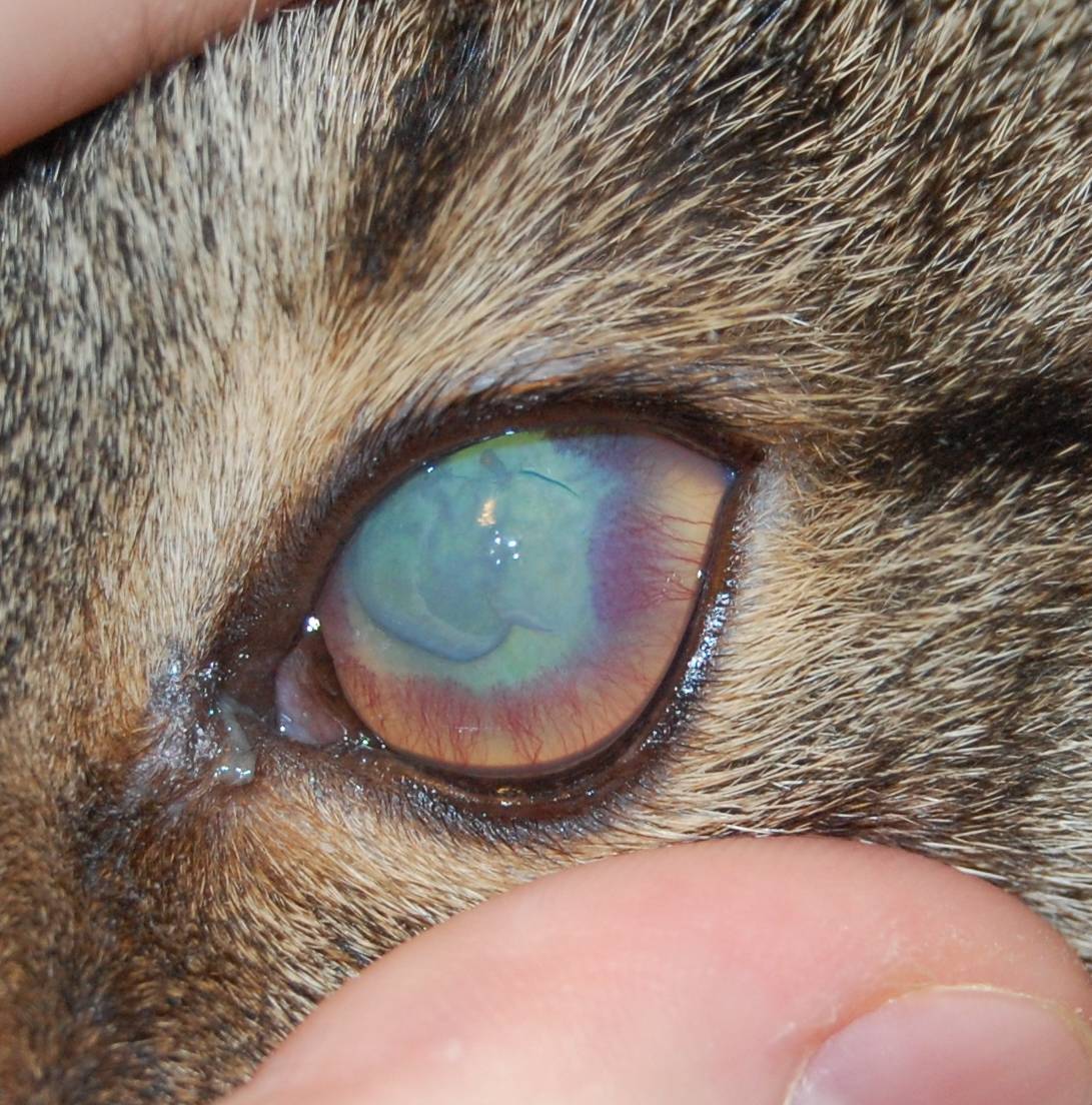 Конъюнктивит у кошек | лечим глаза усатому