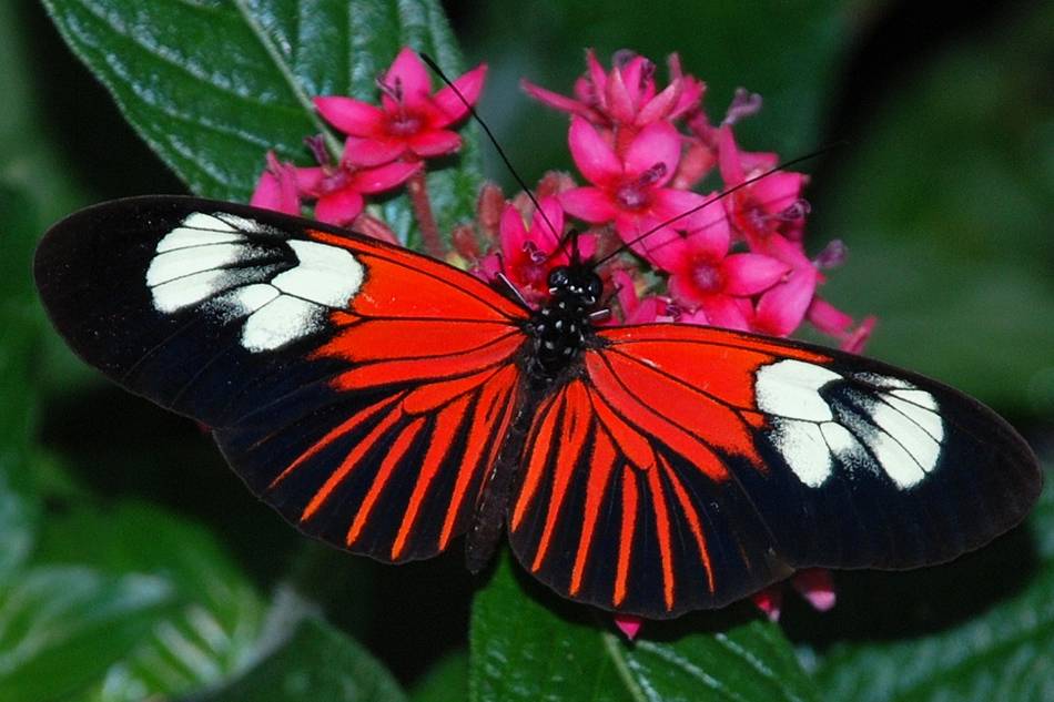 Какие бывают бабочки: фото и названия