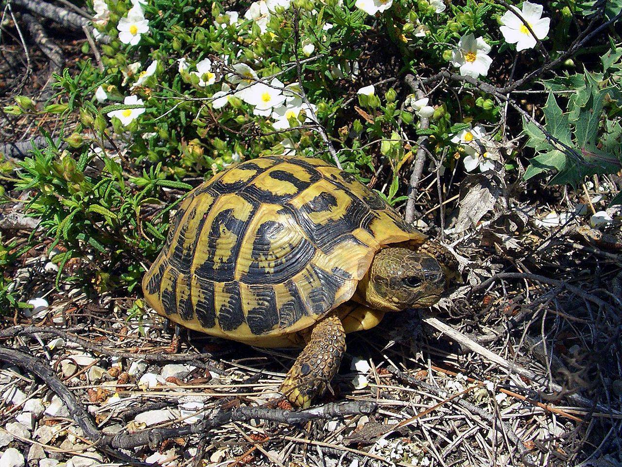 Красноухая черепаха (105 фото) - описание, где обитает, размер, вес, чем питается, уход в домашних условиях