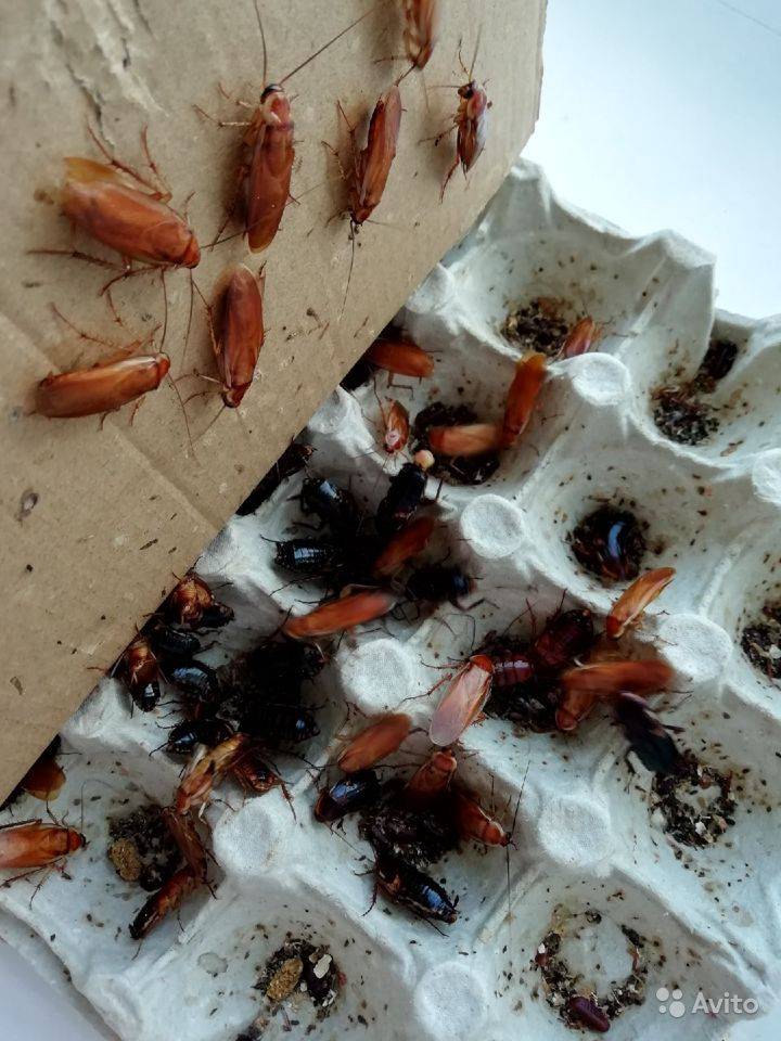 Мраморные тараканы (nauphoeta cinerea): описание, условия содержания в домашних условия