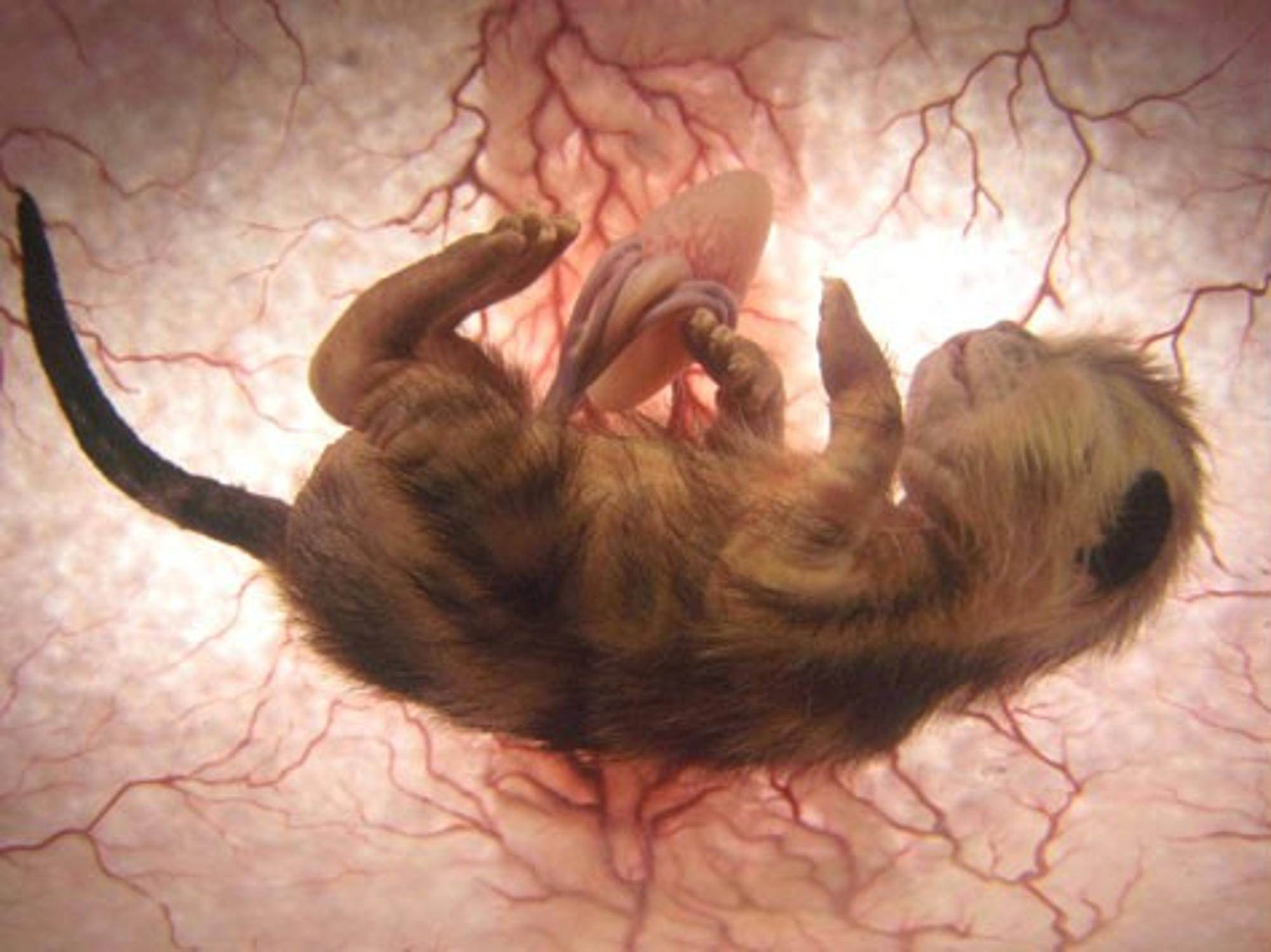 Прерывание беременности на ранних сроках у кошек