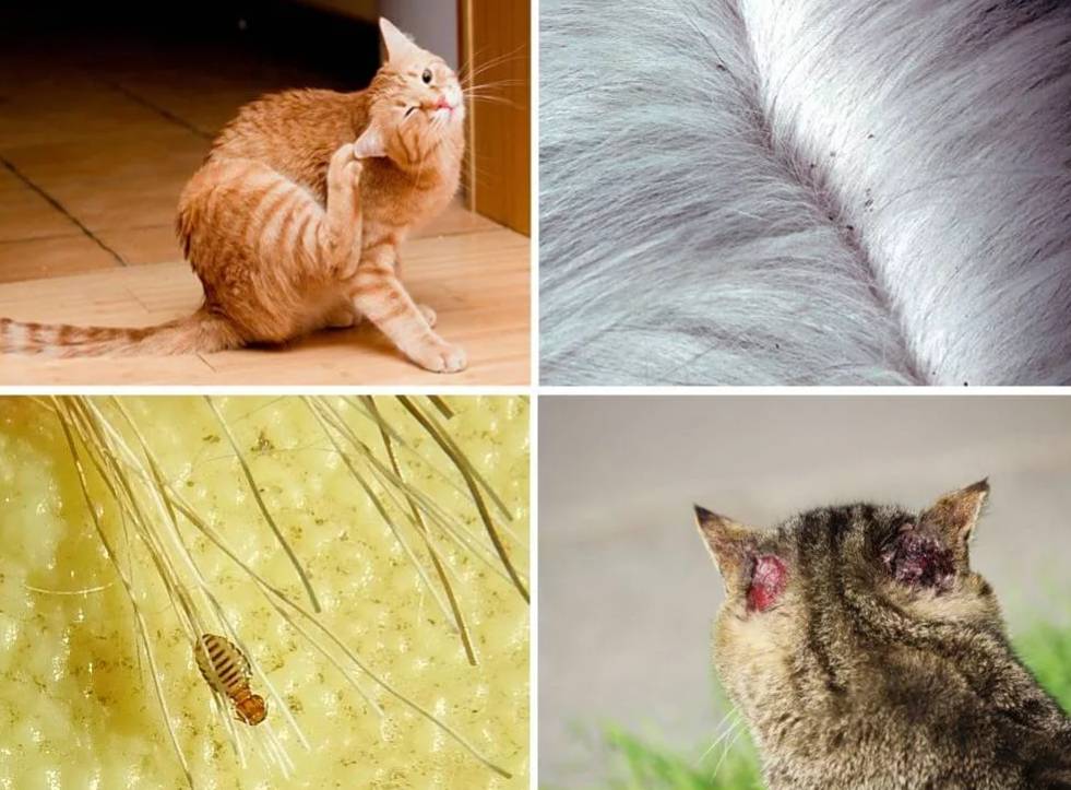 Власоеды у кошек: симптомы, средство от них