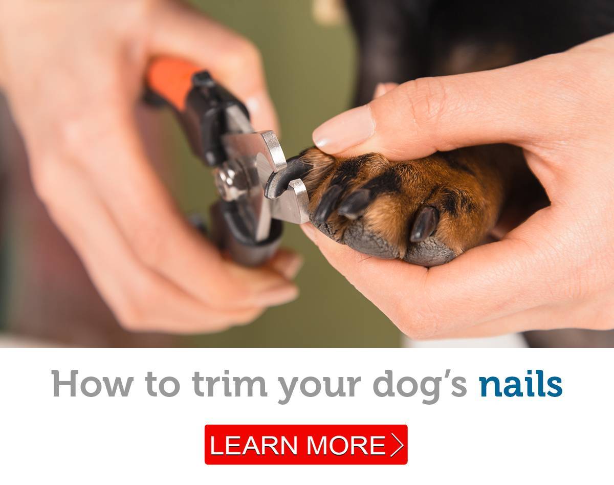 Как стричь когти собаке в домашних условиях? как и какими ножницами когтерезками обрезать ногти собаке, как подпиливать и стачивать когти?