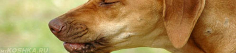 Почему собака чихает и что с этим делать