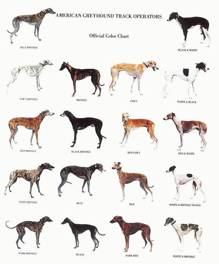 Охотничьи породы собак: разновидности, описание и характеристики