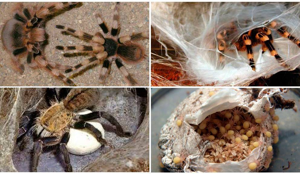 Паук тарантул: фото, описание видов, ареал, питание, враги