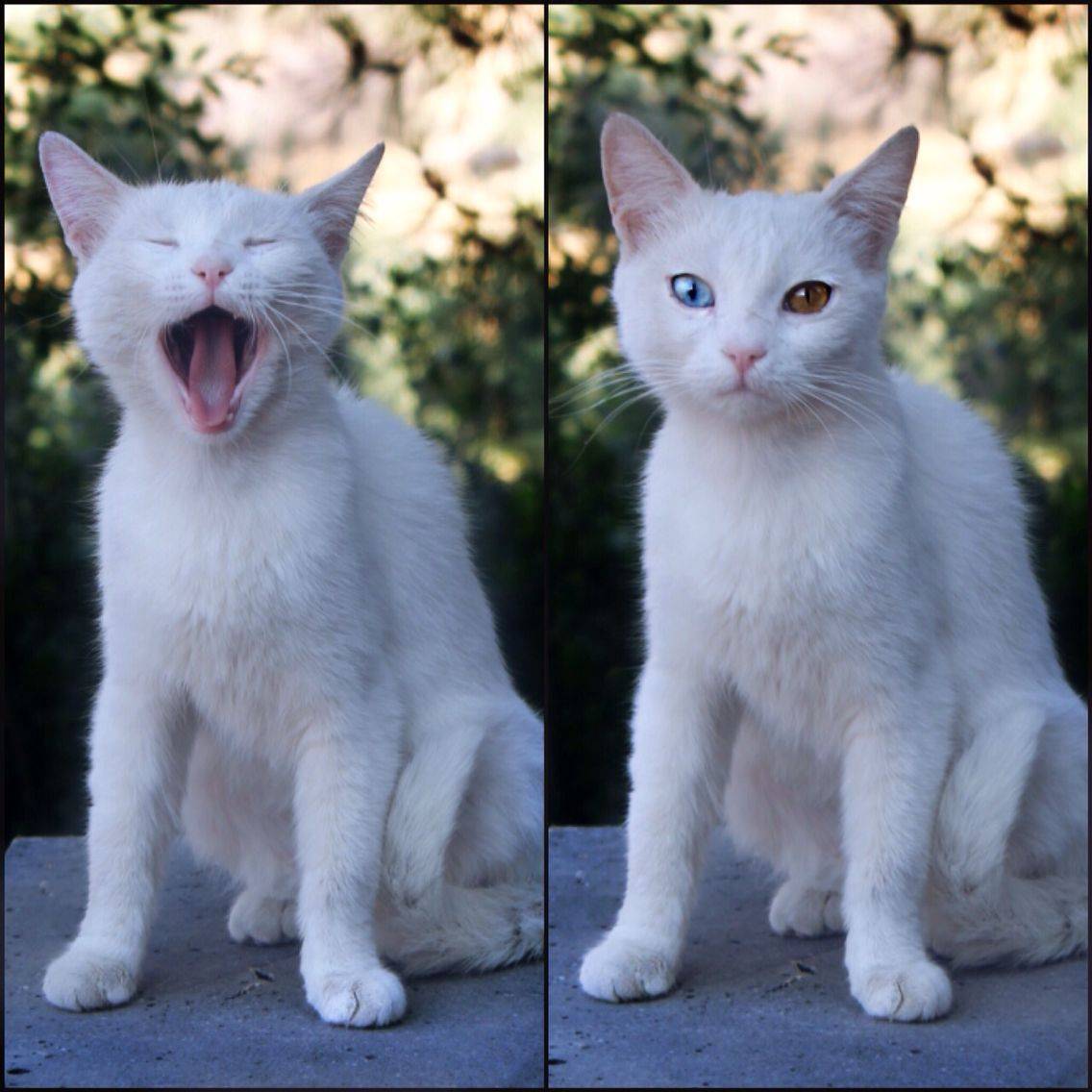 Турецкая ангора (ангорская порода кошек): описание породы, характер и повадки, сколько стоит, виды