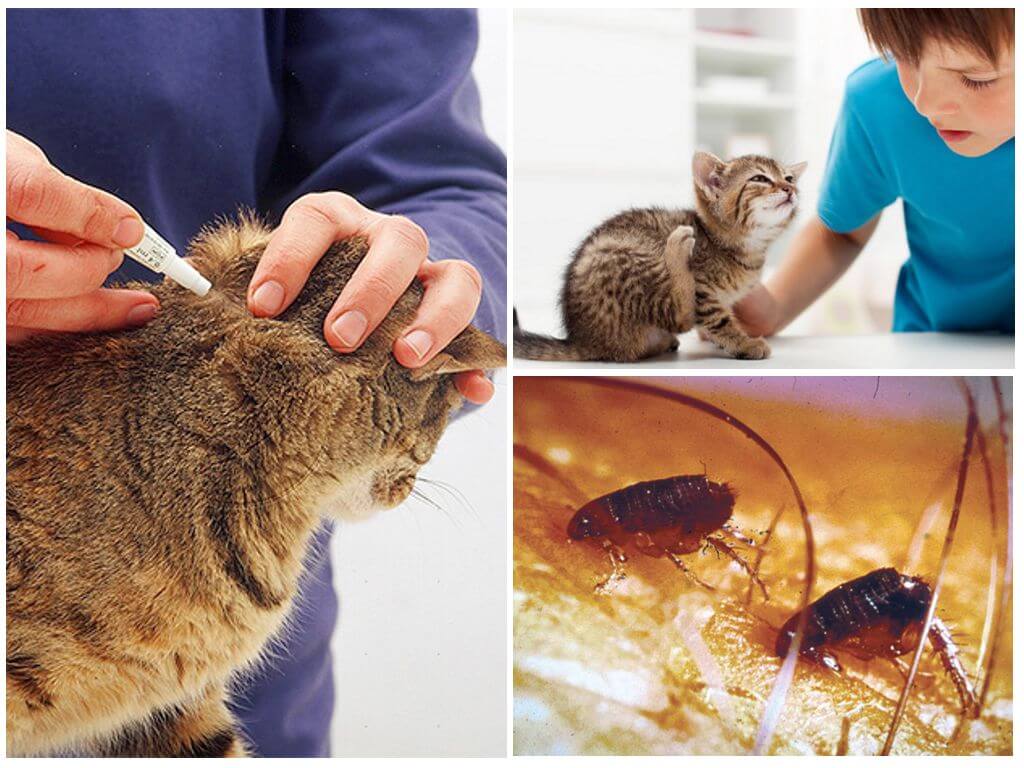 Выведение блох у котят дома: как убрать паразитов если питомцу пару месяцев