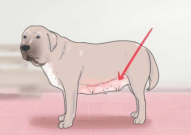 7 причин почему у собаки набухли молочные железы – лечение