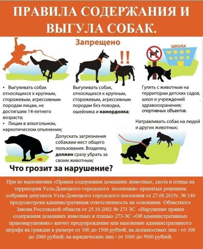 Почему православным нельзя держать дома собаку? - полезная информация для всех