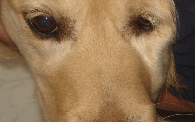 Отёк морды у собаки – аллергия или тяжёлое заболевание?