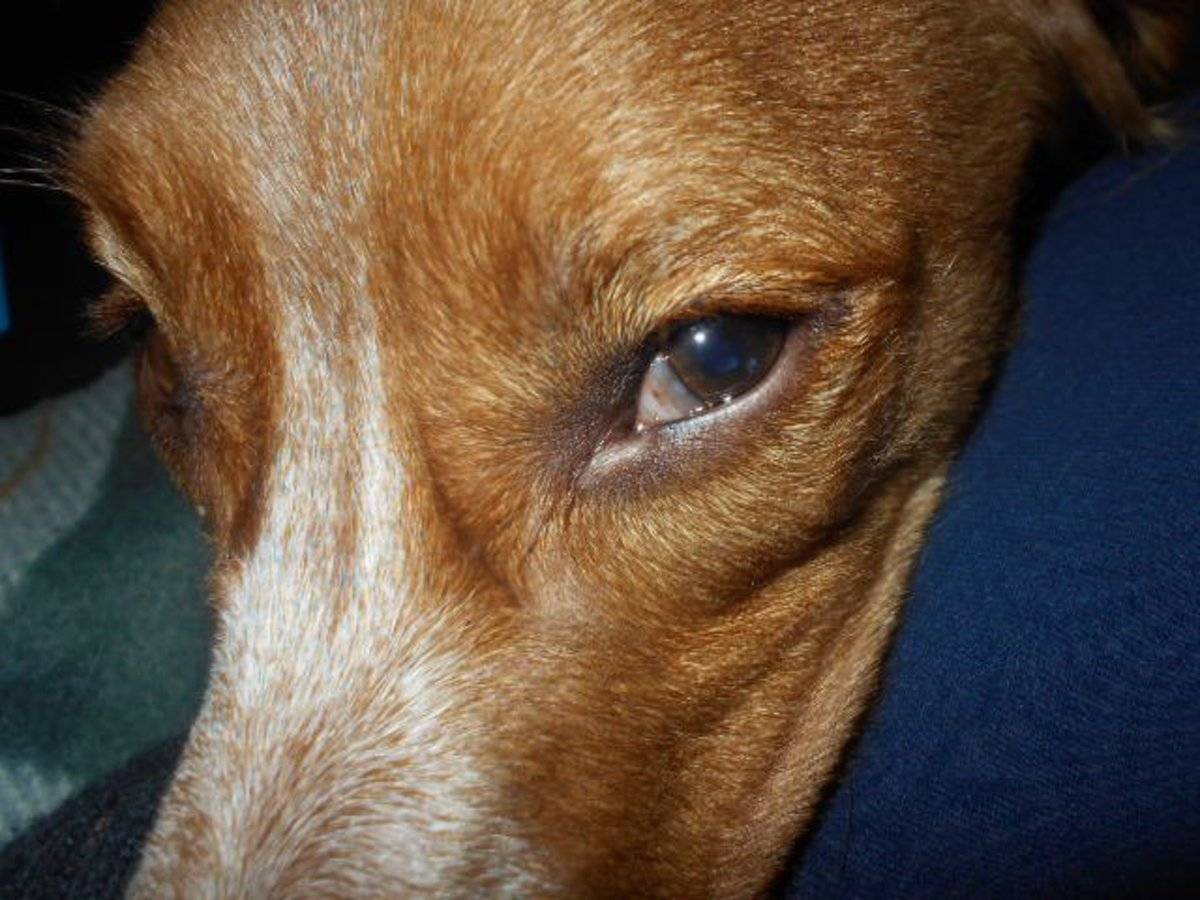 Почему у собаки слезятся глаза: причины, симптомы, лечение | petguru