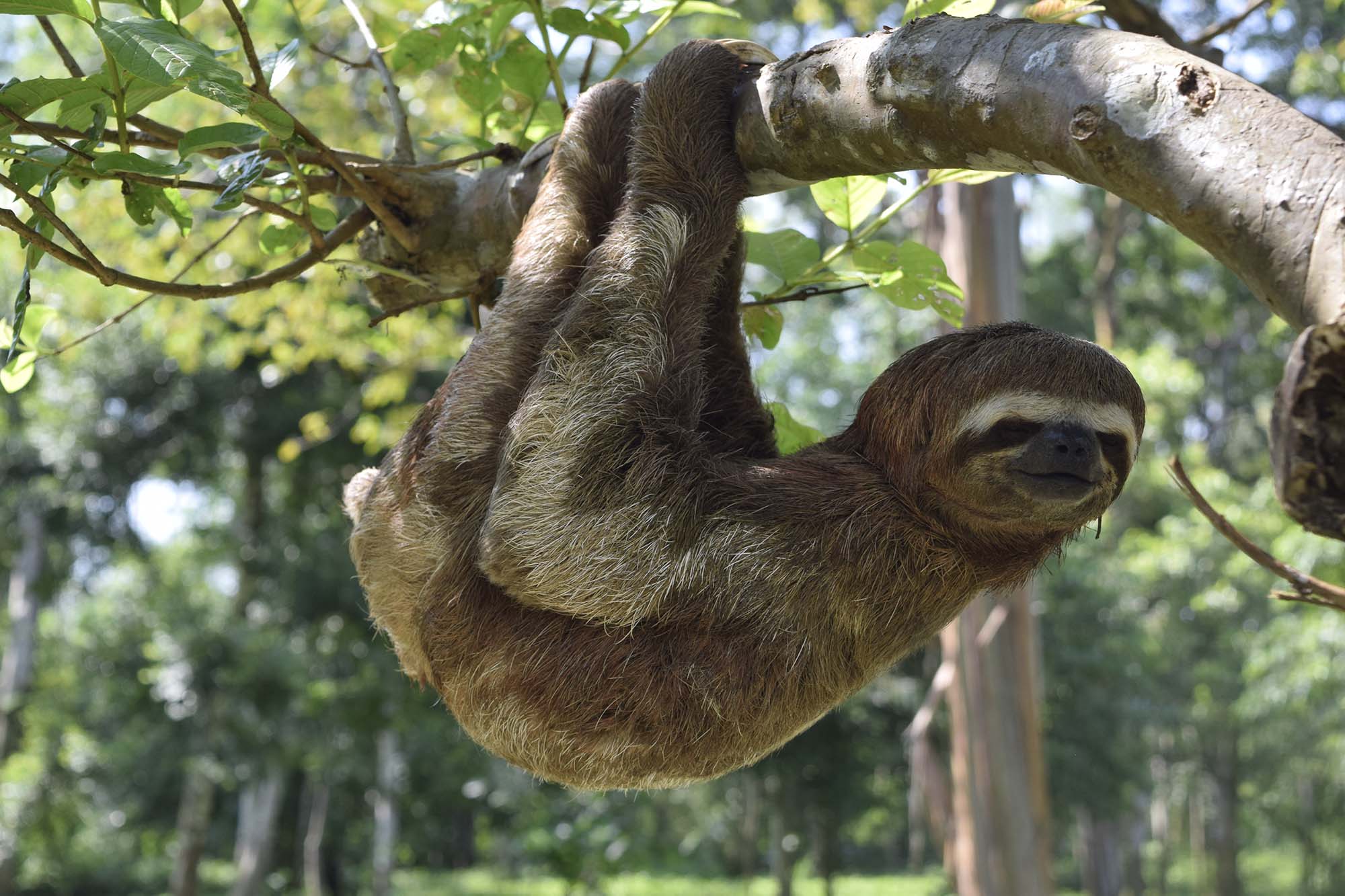 Ленивец – фото, описание, особенности экзотического животного